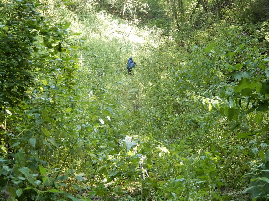 Wanderer in grüner Wiesenlandschaft bei Sonnenschein