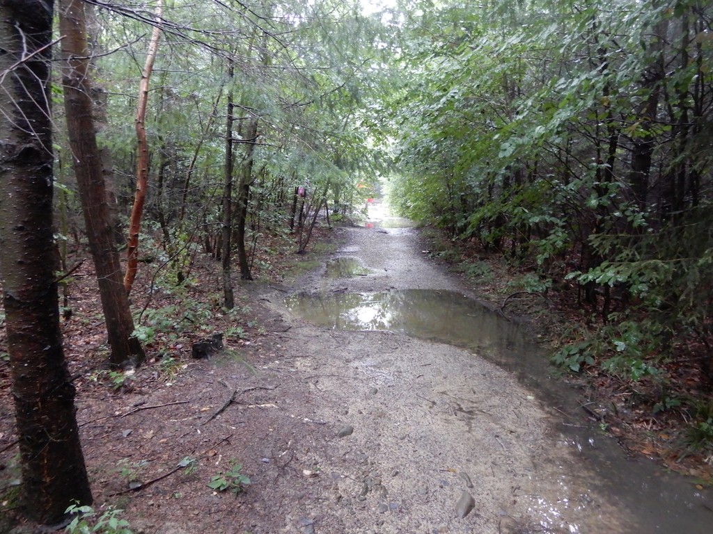 Einsamer Waldweg mit regennassem Boden