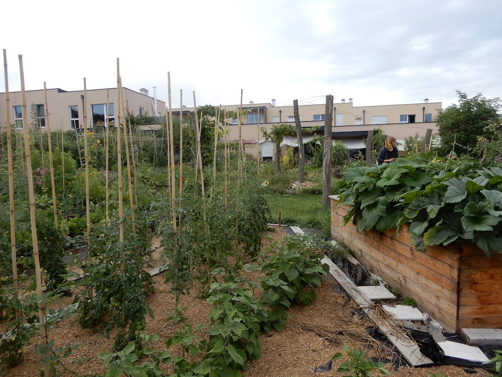 Großer Garten mit grünen Tomatenstauden und einem bepflanzten Hochbeet