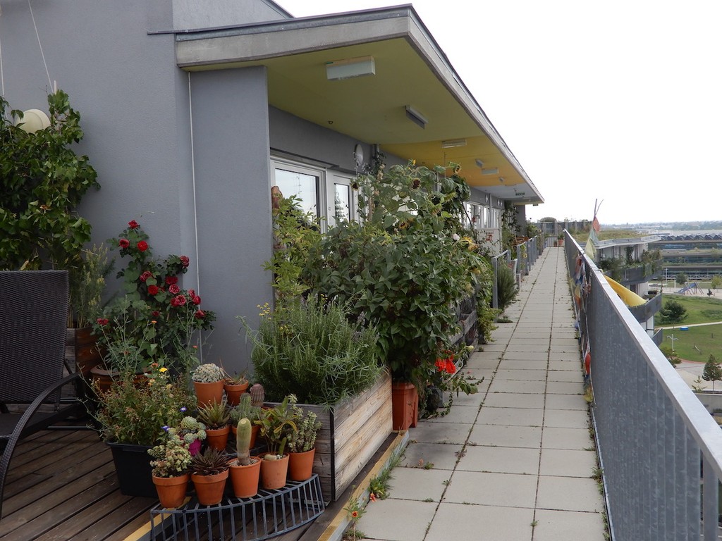 Kakteen, Rosen und weitere Grünpflanzen auf langgezogener Terrasse